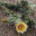 Opuntia_phaeacantha_var_albispinum_virag_337934_55653_t