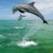 Palackorrú_delfinek-Karib-tenger