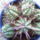 Euphorbia-013_338559_12461_t