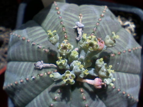 Euphorbia obesa