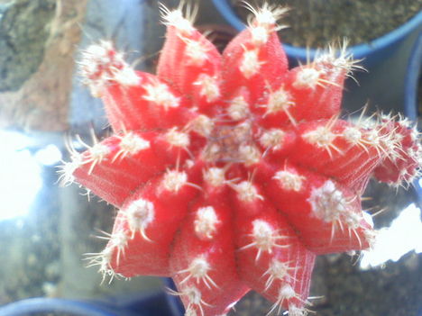 Gymnocalycium