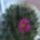 Mammillaria-001_338545_16025_t