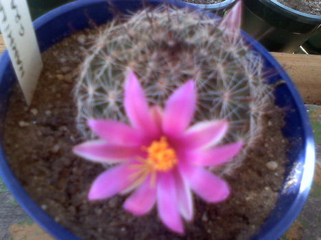 Mammillaria