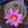 Mammillaria-002_338543_97234_t