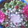 Mammillaria-003_338847_74717_t