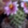 Mammillaria-004_338848_67575_t