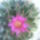 Mammillaria-005_338849_27871_t