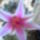 Mammillaria-006_338851_87156_t