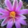 Mammillaria_338845_69483_t