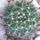 Mammillaria_camptotricha-002_338557_66036_t