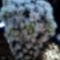 Mammillaria gracilis "snowball"