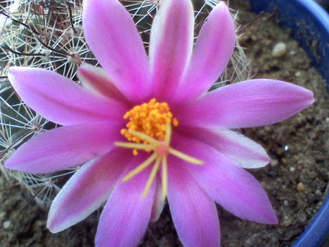 Mammillaria grahamii