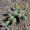 Opuntia arenaria