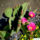 Opuntia_basilaris-001_338887_23117_t