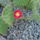 Opuntia_macrorhiza_338892_55462_t