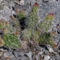Opuntia polyacantha var polyacantha