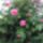 Rozsaim_338213_63936_t