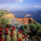 Claret_Cup_Cactus_ Grand_Canyon_National_Park