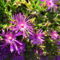 Delosperma cooperi