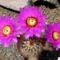 Echinocereus fendleri var. fasciculatus Tucson, Arizona