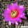 Echinocereus_reichenbachii_virag-001_339482_10502_t