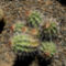 Echinocereus triglochidatus