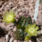 Echinocereus viridiflorus 