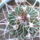 Echinofossulocactus_339573_78618_t