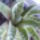 Gasteraloe_339571_62634_t