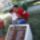 Koszonto_tabla_avatas_2009_57_339703_64582_t