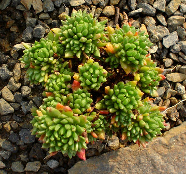 Kövirózsa (Sempervivum sp.)