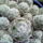 Mammillaria_gracilis_339567_41499_t
