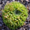 Mongól kőrózsa (Orystactis spinosus)