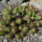 Opuntia fragilis var. brachliada