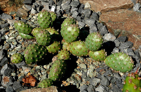 Opuntia fragilis var.denudta