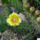 Opuntia_phaeacantha_339549_19161_t