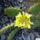 Opuntia_phaeacantha_camanchica_339550_53060_t