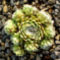 Pókhálós Kövirózsa (Sempervivum arachnoideum.)