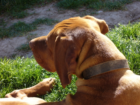 BARÁTAIM A KÉT VIZSLA TESTVÉR 033