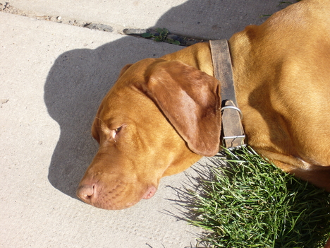 BARÁTAIM A KÉT VIZSLA TESTVÉR 036