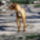 Barataim_a_ket_vizsla_testver_042_33532_393091_t