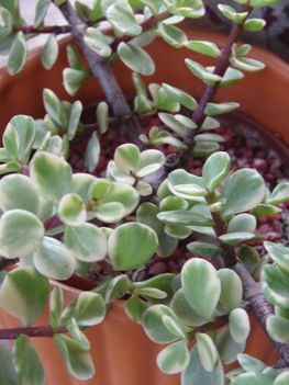 Crassula