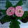 Cserepes_gerbera_303135_85104_t
