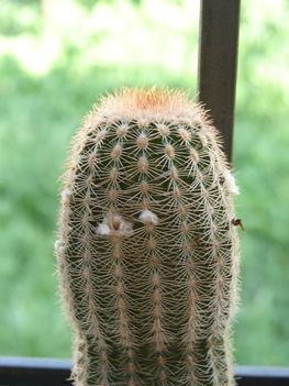 Echinocereus reichenbachii