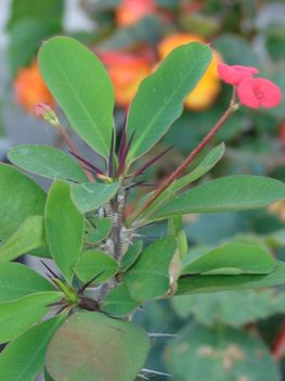 Euphorbia milii var. bojeri