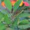 Euphorbia milii var. bojeri