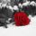 Havas_rozsa_303767_25112_t