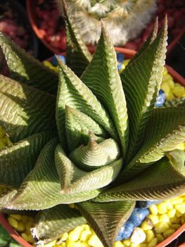 Haworthia limifolia