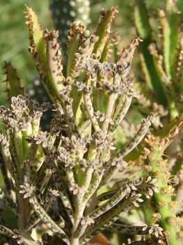 Kalanchoe