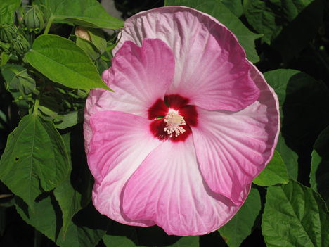 Kép 749